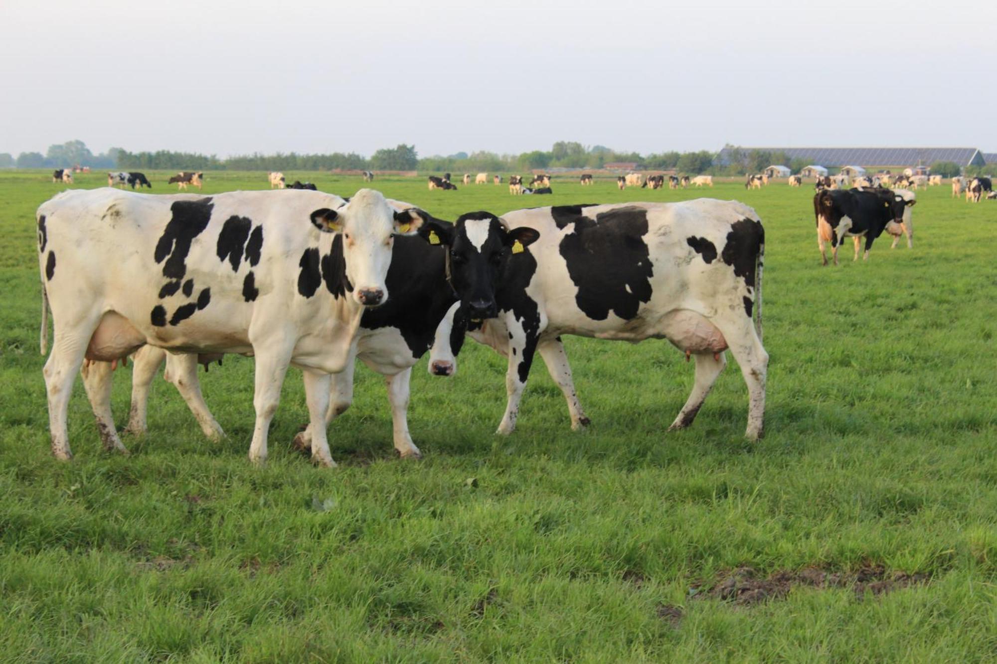 Boerderij Camping Nixhoeve Genderen 외부 사진